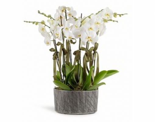 8 dal beyaz orkide çiçeği