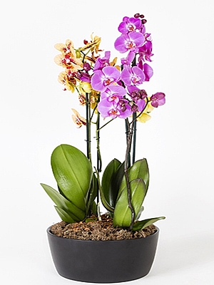 4 lü Orkide