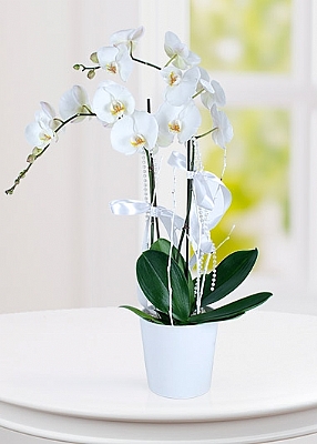 2 Dalli Beyaz Orkide